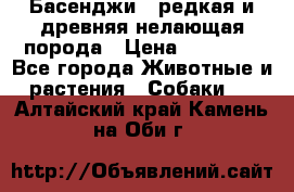 Басенджи - редкая и древняя нелающая порода › Цена ­ 50 000 - Все города Животные и растения » Собаки   . Алтайский край,Камень-на-Оби г.